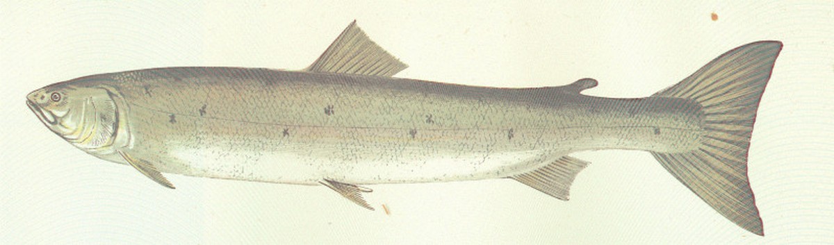 Hucho hucho (Linnaeus, 1758)